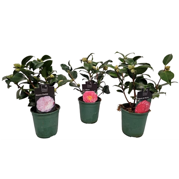 <h4>Camellia Japonica</h4>