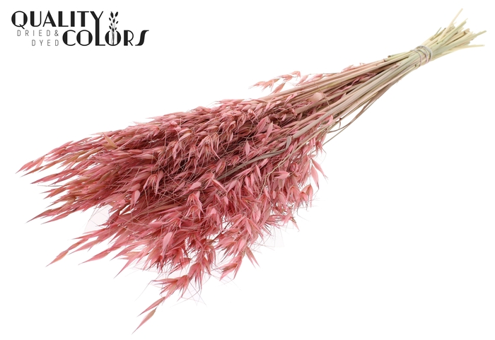 <h4>Avena Wild per bunch Frosted Pink</h4>