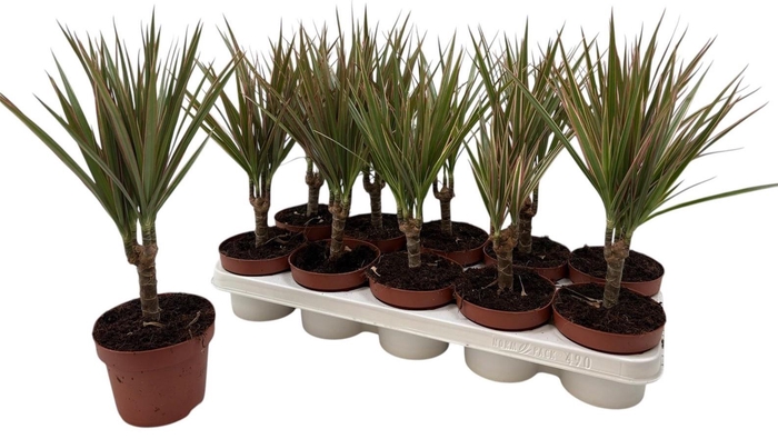 <h4>DRA MARG BICOLOR</h4>