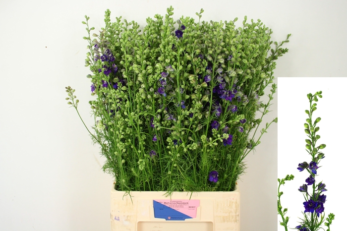 <h4>Consolida Q Dark Blue</h4>