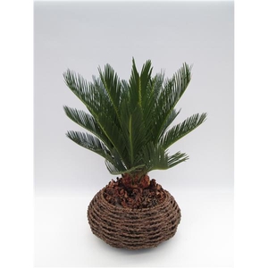 Cycas revoluta