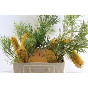 Banksia Collina