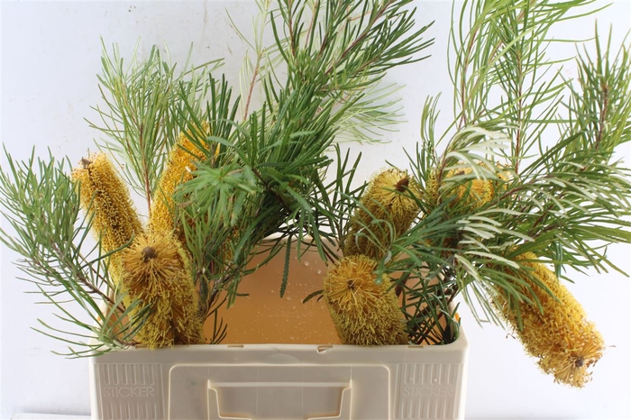 <h4>Banksia Collina</h4>