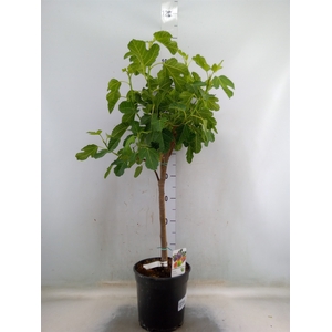 Ficus carica
