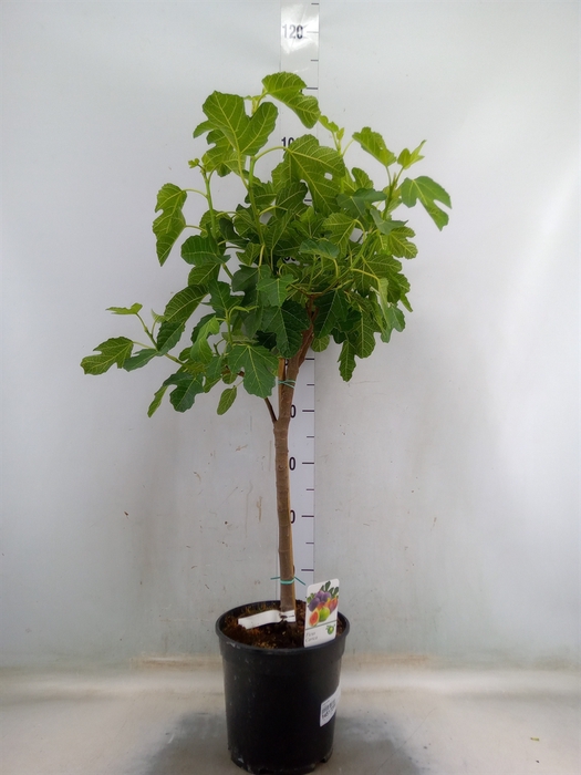 <h4>Ficus carica</h4>