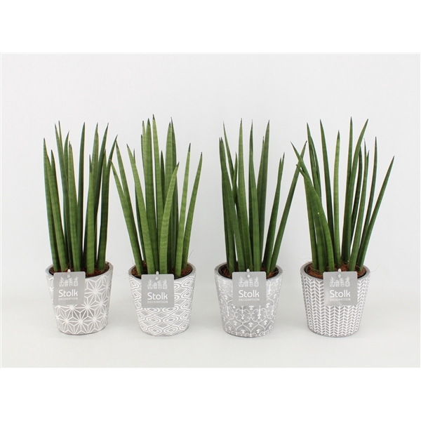 <h4>Sansevieria Cylindrica in Star Pot</h4>