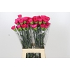 Dianthus St Bizet