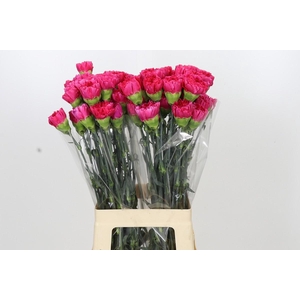 Dianthus St Bizet
