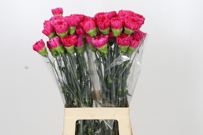 <h4>Dianthus St Bizet</h4>
