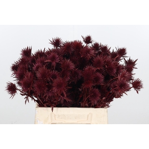 Eryn Supernova Kl Bh Bordeaux