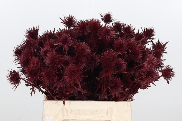 <h4>Eryn Supernova Kl Bh Bordeaux</h4>