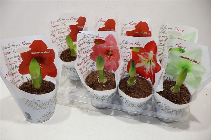 <h4>arr8 Hippeas Gem</h4>