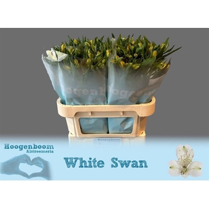 Alstr White Swan