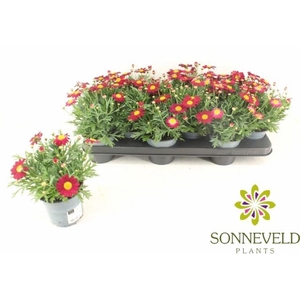 ARG LA RITA PURP RED