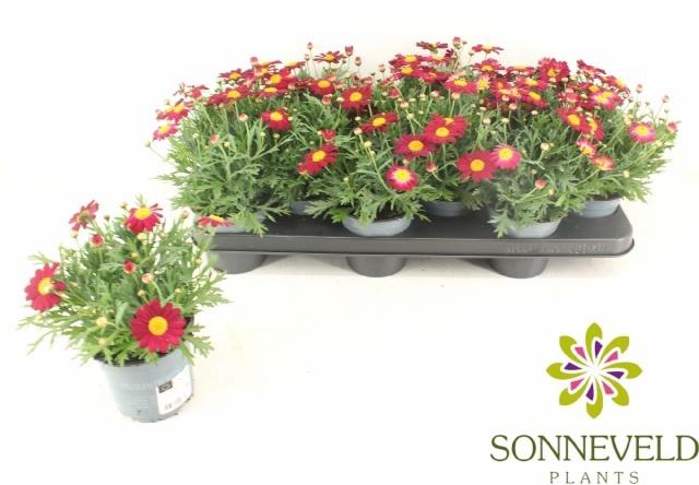 <h4>ARG LA RITA PURP RED</h4>