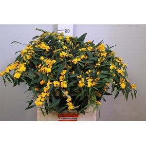 Euph F T Cre Yel Riv