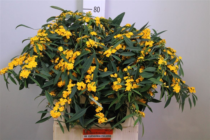 <h4>Euph F T Cre Yel Riv</h4>