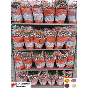CHRYS GR MIXK