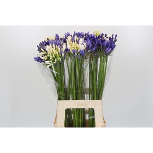 Agapanthus Mix