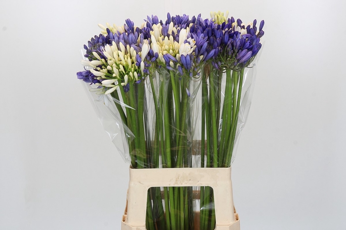 <h4>Agapanthus Mix</h4>