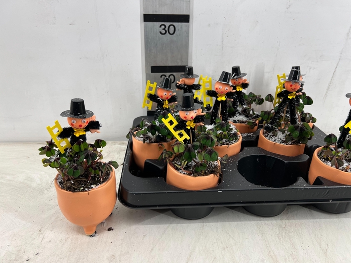 <h4>ARR BOL KNOLGEWAS</h4>