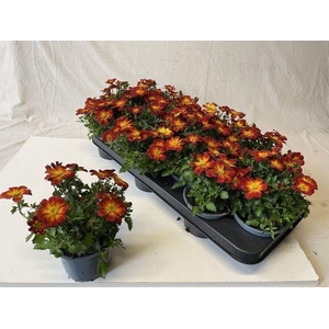 Bidens fer. 'Beedance Painted Red'