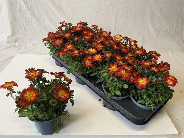 <h4>Bidens fer. 'Beedance Painted Red'</h4>