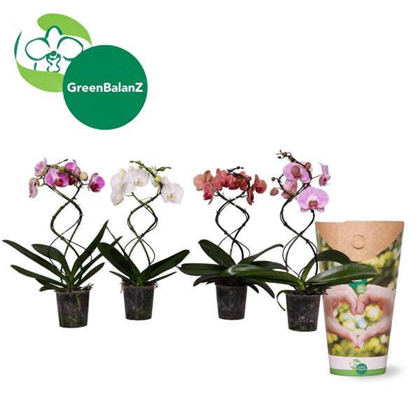 <h4>ShapeZ - Phalaenopsis TwisterZ Mix 2t 14+/50 in Potcover</h4>