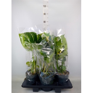 Monstera delic. 'Thai Constellatio'