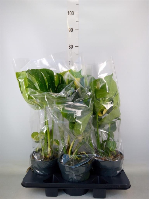 <h4>Monstera delic. 'Thai Constellatio'</h4>