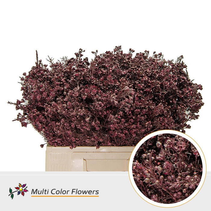 <h4>Wax Bordeaux</h4>