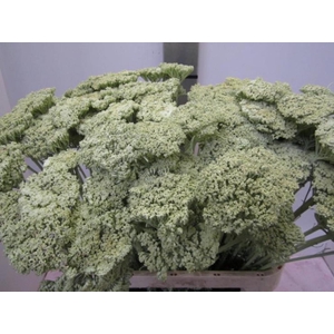 Achillia Licht Groen