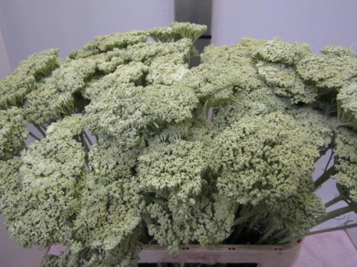 <h4>Achillia Licht Groen</h4>