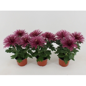 Chrysant Anastasia Lilac