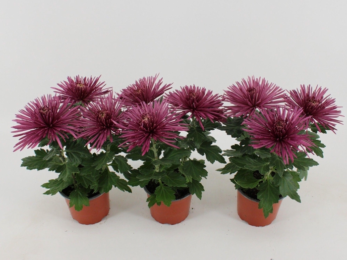 <h4>Chrysant Anastasia Lilac</h4>