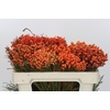 Kaaps Groen Lanug. Orange
