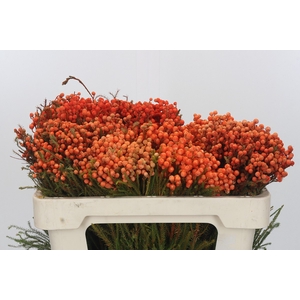 Kaaps Groen Lanug. Orange