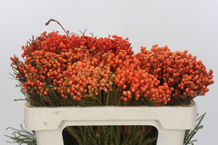 <h4>Kaaps Groen Lanug. Orange</h4>