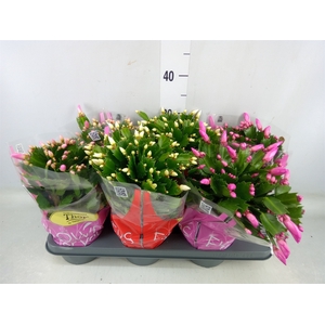 Schlumbergera   ...mix 3