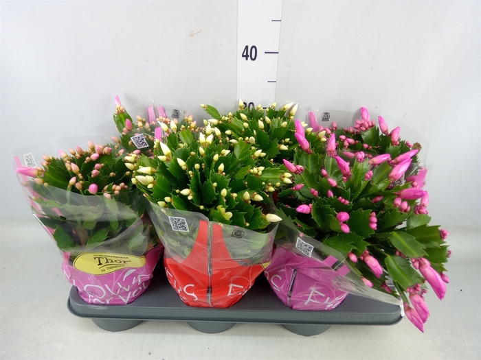 <h4>Schlumbergera   ...mix 3</h4>