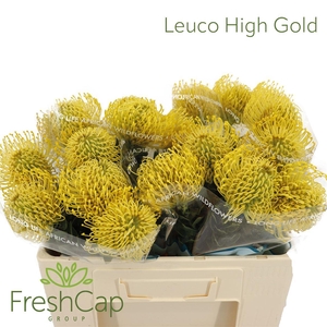 Leuco High Gold