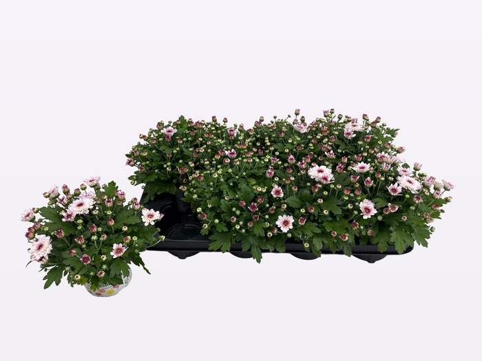 <h4>CHRY FLAIR PINK</h4>
