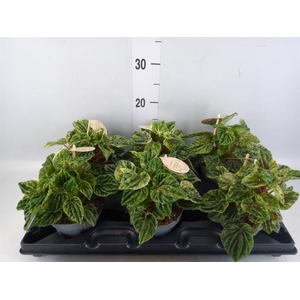 Peperomia