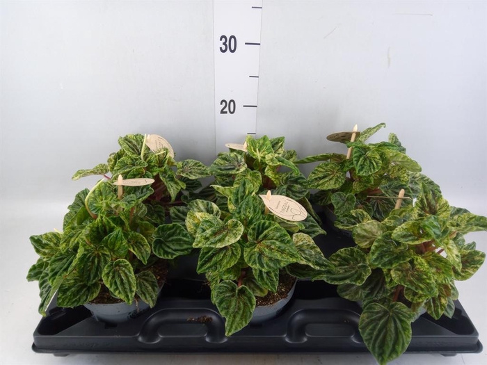 <h4>Peperomia</h4>