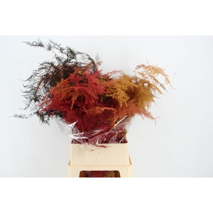 Asparagus L.Getopt Autumn Mix X50
