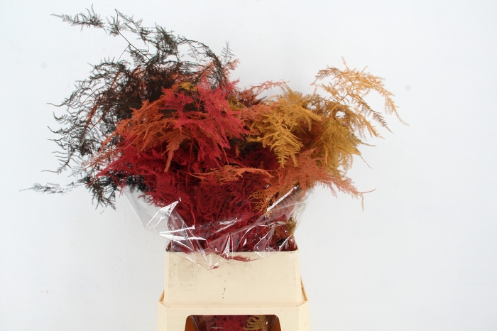 <h4>Asparagus L.Getopt Autumn Mix X50</h4>