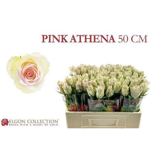 R Gr Pink Athena