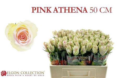 <h4>R Gr Pink Athena</h4>