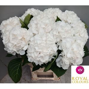 HYDR M ROYAL PRINCES