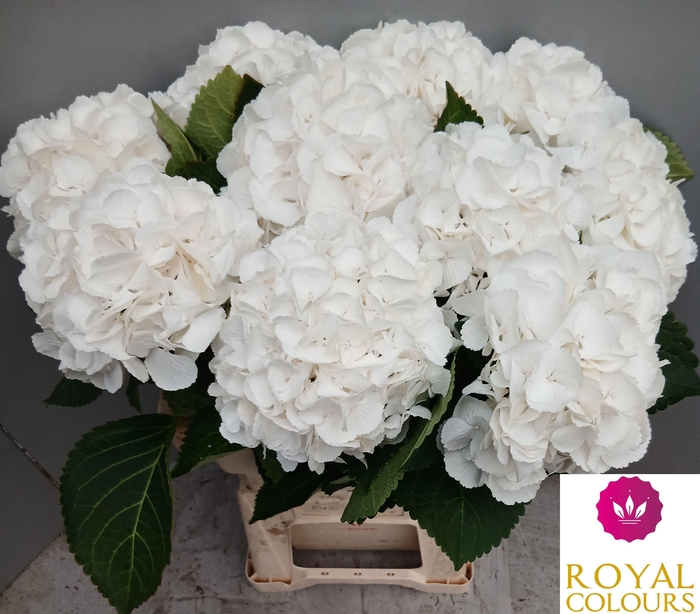 <h4>HYDR M ROYAL PRINCES</h4>